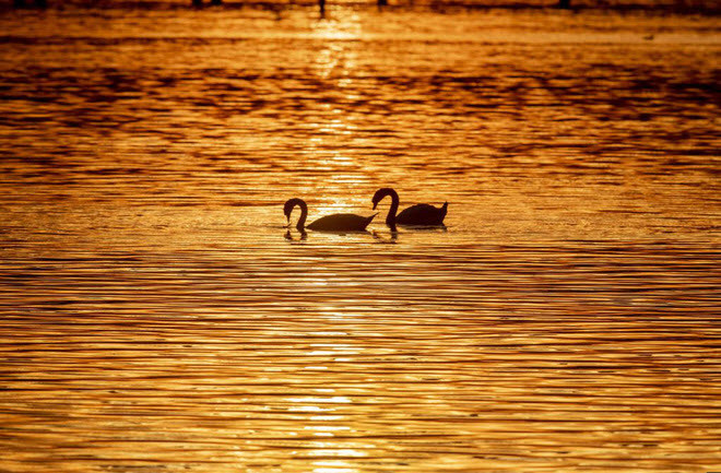 Cặp thiên nga bơi dưới hồ lúc hoàng hôn ở thành phố Constance, Đức. (Nguồn Guardian)