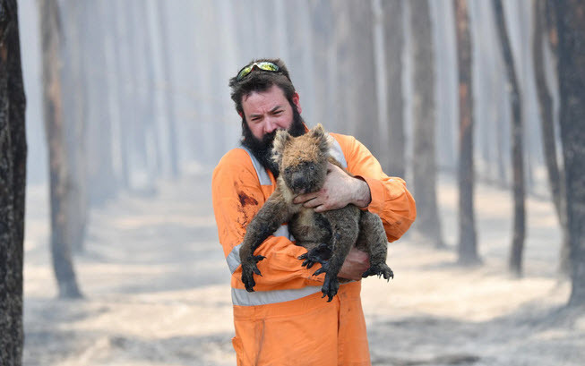 Lính cứu hỏa bế gấu túi được cứu sống khỏi đám cháy rừng trên đảo Kangaroo, Australia. (Nguồn Guardian)