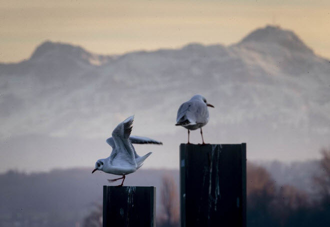 Cặp chim mòng biển đứng trên cột tại cảng Constance ở Đức. (Nguồn Guardian)