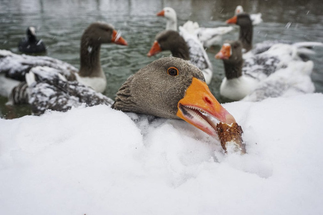 Vịt ăn mẩu bánh mì trên bờ hồ phủ đầy tuyết trong công viên Goksu ở thành phố Ankara, Thổ Nhĩ Kỳ. (Nguồn Guardian)
