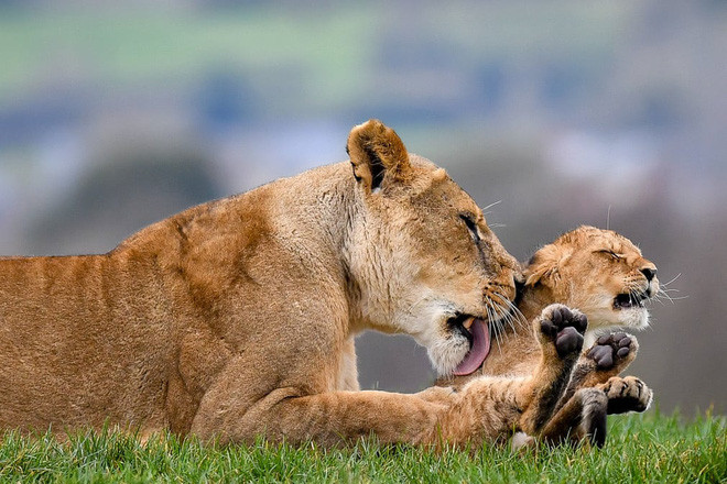 Sư tử mẹ chăm sóc con của nó trong công viên động vật hoang dã West Midlands ở Kidderminster, Anh. (Nguồn Guardian)