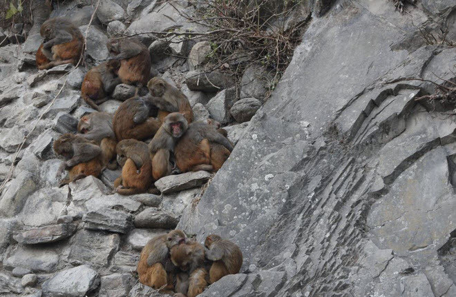 Những con khỉ tập trung lại với nhau để giữ ấm tại ngôi chùa Swayambhunath Stupa ở thành phố Kathmandu, Nepal. (Nguồn Guardian)
