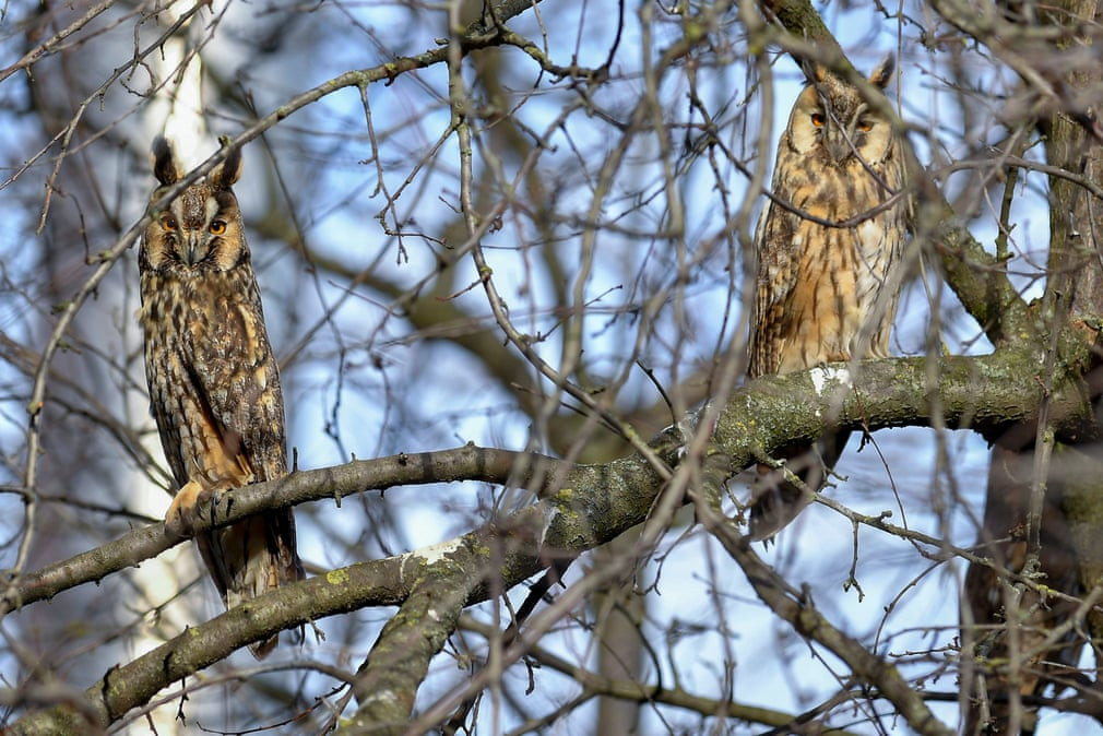 Chim cú tai dài đậu trên cây ở Hortobágy, Hungary. (Nguồn Guardian)