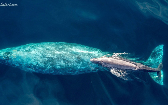 Cá voi xám con bơi theo mẹ ở ngoài khơi bờ biển Nam California, Mỹ. (Nguồn Guardian)