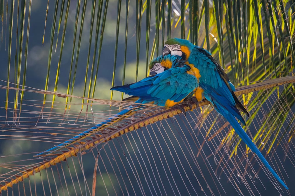 Cặp vẹt tình tứ với nhau trên cây ở thành phố Caracas, Venezuela. (Nguồn Guardian)