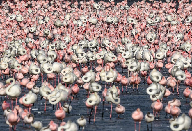 Đàn chim hồng hạc nghỉ ngơi dưới hồ nước ở Navi Mumbai, Ấn Độ. (Nguồn Guardian)