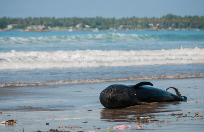 Xác cá voi chết trôi dạt vào một bãi biển gần thành phố Jakarta, Indonesia. (Nguồn Guardian)