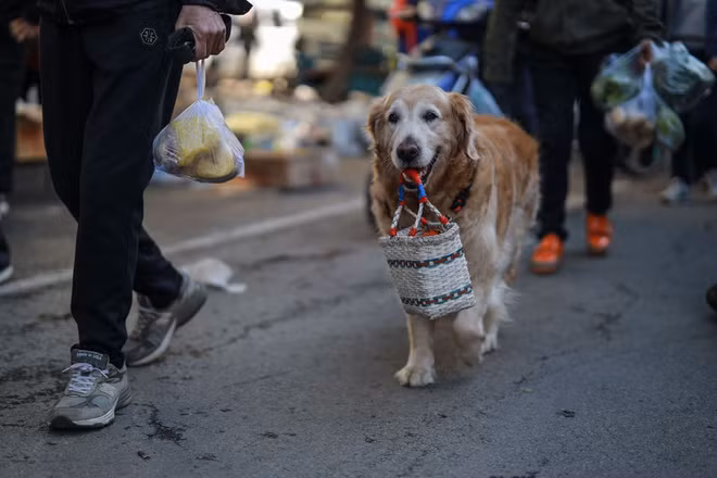 Chó mang theo chiếc giỏ tại một khu chợ ở thành phố Thẩm Dương, Trung Quốc. (Nguồn Guardian)