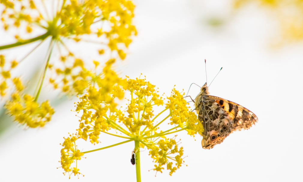 Bướm đậu trên bông hoa ở Đảo Sip. (Nguồn Guardian)