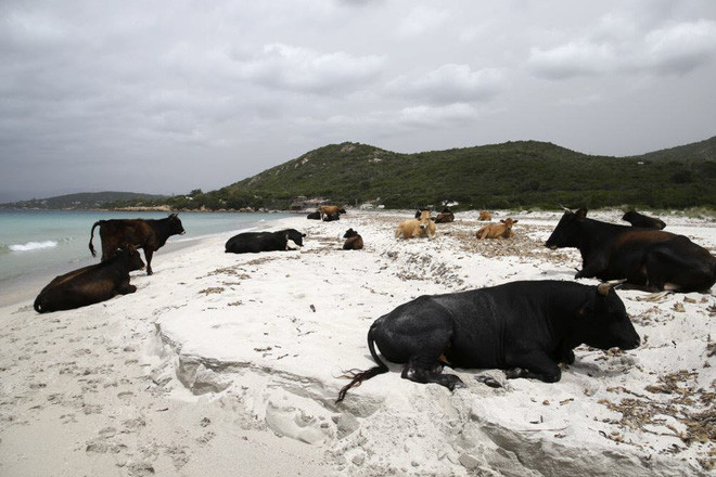 Đàn bò hoang nằm nghỉ trên bãi biển Mar e Sol ở Porticcio thuộc Pháp. (Nguồn Guardian)