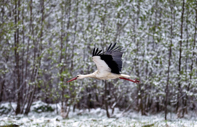 Chim hạc bay qua cánh đồng phủ đầy tuyết trắng tại ngôi làng Kreva ở ngoại ô thành phố Minsk, Belarus. (Nguồn Guardian)