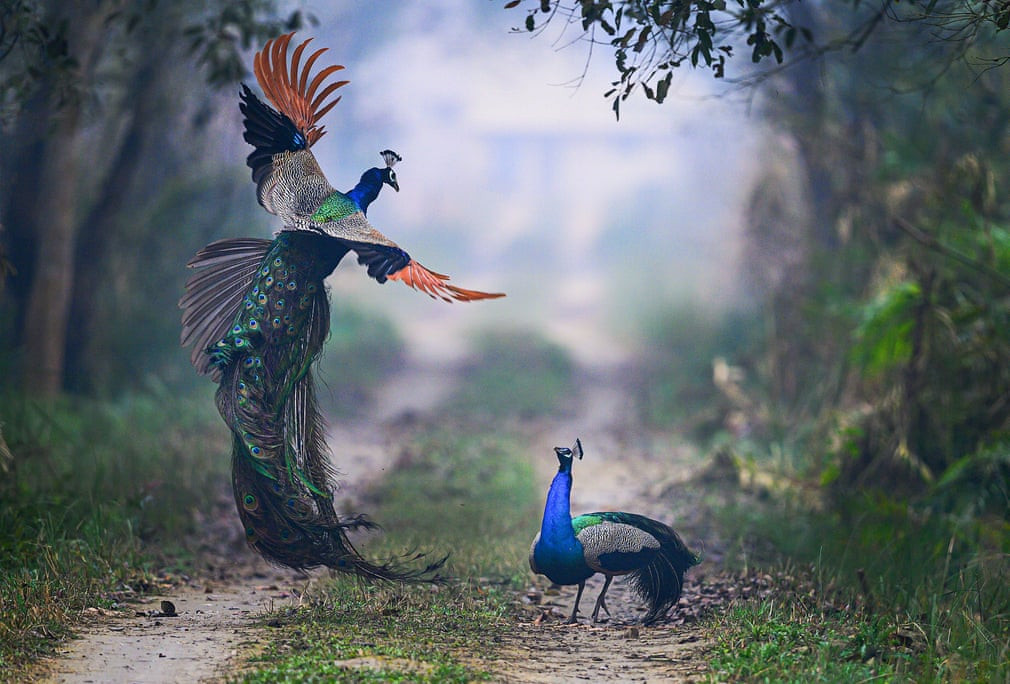 Cặp chim công quyết chiến tranh giành lãnh địa lúc sáng sớm trong vườn quốc gia Dudhwa, Ấn Độ. (Nguồn Guardian)