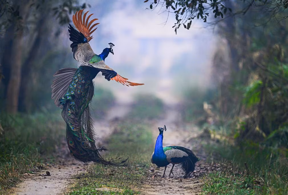 Cặp chim công quyết chiến tranh giành lãnh địa lúc sáng sớm trong vườn quốc gia Dudhwa, Ấn Độ. (Nguồn Guardian)