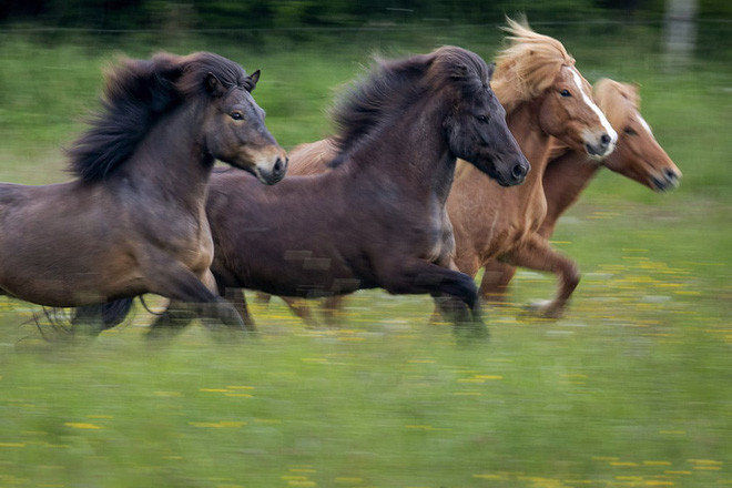 Đàn ngựa chạy trên đồng cỏ ở ngoại ô thành phố Wehrheim, Đức. (Nguồn Guardian)