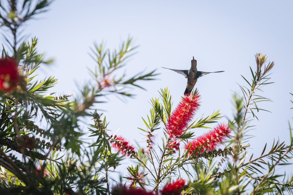 Chim ruồi bay trên cây liễu trong một khu vườn ở Asunción, Paraguay. (Nguồn Guardian)