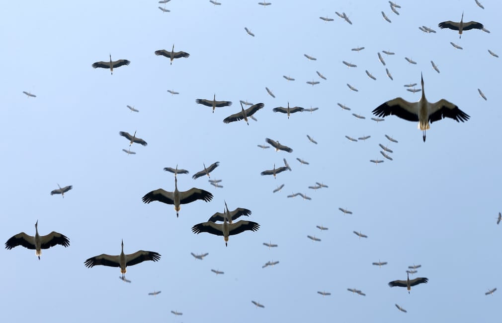 Đàn cò di cư bay trên bầu trời ở thành phố Istanbul, Thổ Nhĩ Kỳ. (Nguồn Guardian)