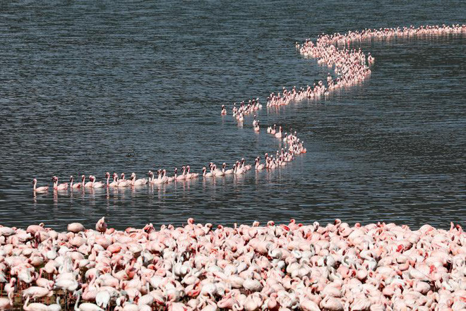 Đàn chim hồng hạc tập trung trên hồ Bogoria ở Baringo, Kenya. (Nguồn Guardian)