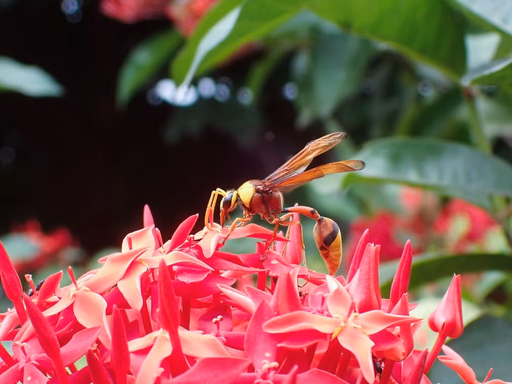 Ong bắp cày lấy phấn hoa ở Ahmedabad, Ấn Độ. (Nguồn Guardian)