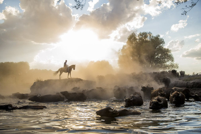 Người đàn ông cưỡi ngựa nhìn đàn trâu tắm mát dưới sông ở Kayseri, Thổ Nhĩ Kỳ. (Nguồn Guardian)