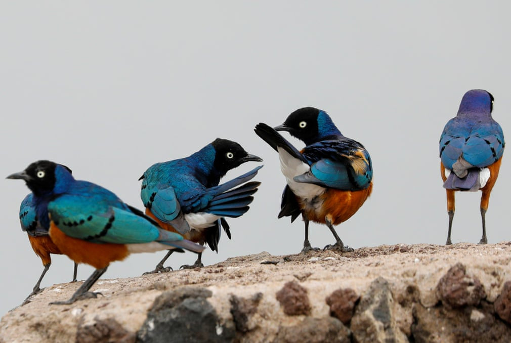 Đàn chim sáo đá đứng trong vườn quốc gia Amboseli ở Kenya. (Nguồn Guardian)