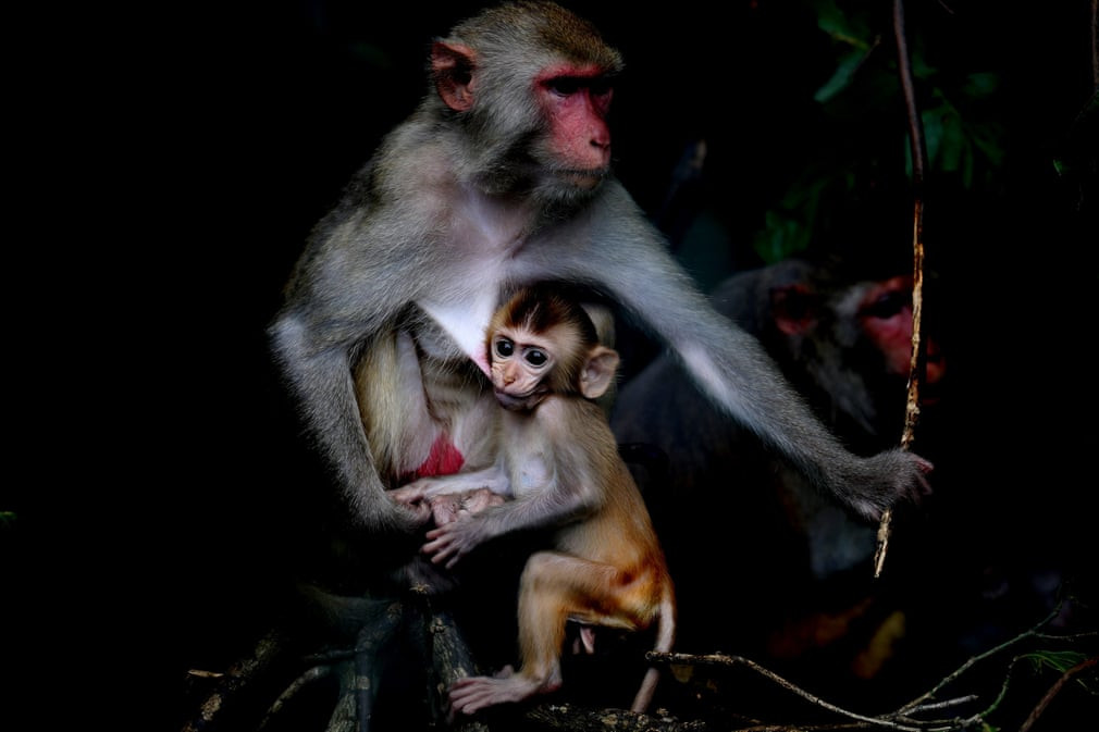 Hai mẹ con khỉ sống trong khu bảo tồn động vật hoang dã Hlawga ở ngoại ô thành phố Yangon, Myanmar. (Nguồn Guardian)