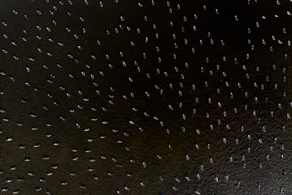 Đàn ngỗng xám và trắng tập trung dưới một hồ nước ở thành phố Hortobágy, Hungary. (Nguồn Guardian)