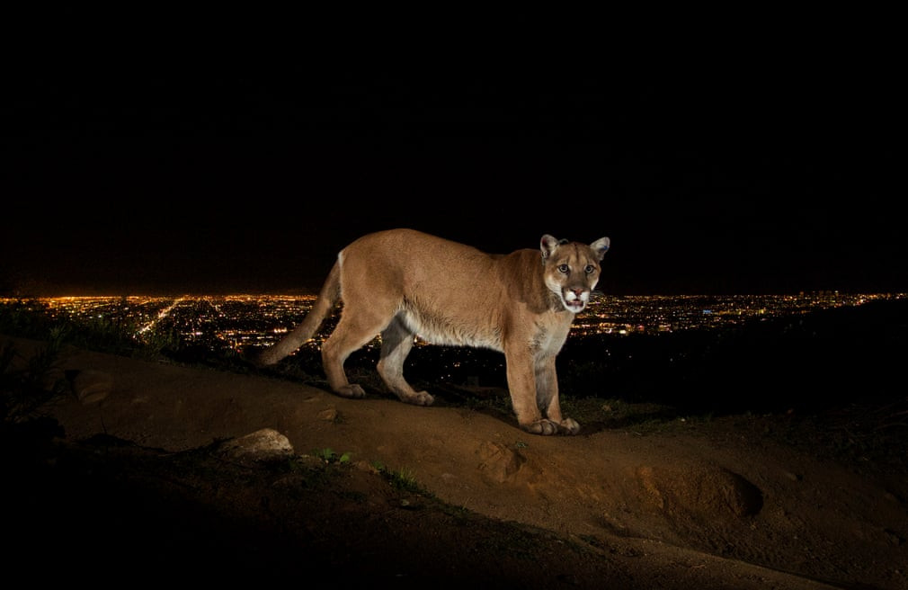Sư tử núi được ghi lại tại một khu vực hẻo lánh gần thành phố Los Angeles, Mỹ. (Nguồn Guardian)