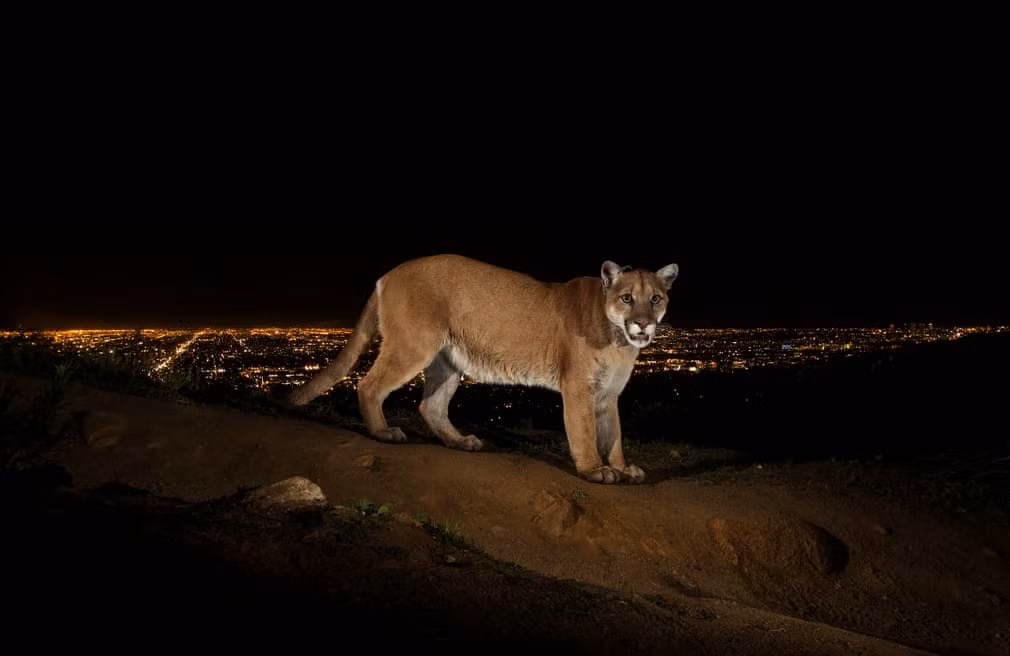 Sư tử núi được ghi lại tại một khu vực hẻo lánh gần thành phố Los Angeles, Mỹ. (Nguồn Guardian)