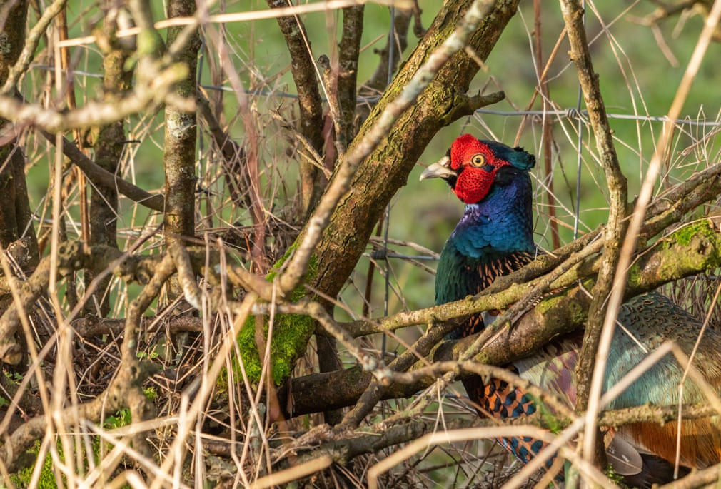 Gà lôi trống tận hướng nắng ấm áp ở Whitewell, Lancashire, Anh. (Nguồn Guardian)