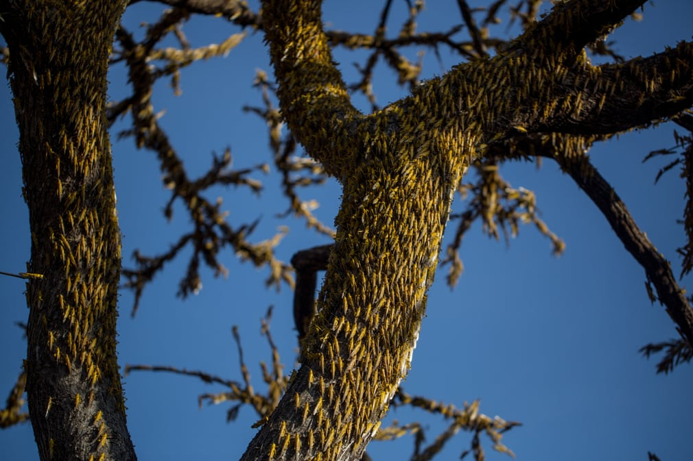 Châu chấu sa mạc đậu kín thân cây tại ngôi làng Bilayolo ở Kitgum, Uganda. (Nguồn Guardian)