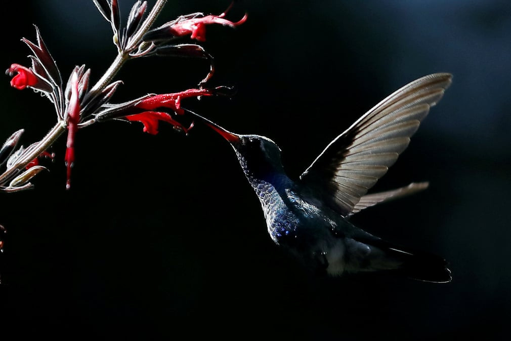 Chim ruồi hút mật hoa trong một khu vườn ở thành phố Mexico City, Mexico. (Nguồn Guardian)
