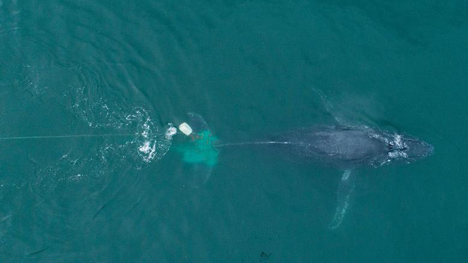 Cá voi lưng gù bị mắc phải lưới đánh cá của ngư dân ở ngoài khơi bờ biển San Felipe, Baja California Norte, Mexico. (Nguồn Guardian)