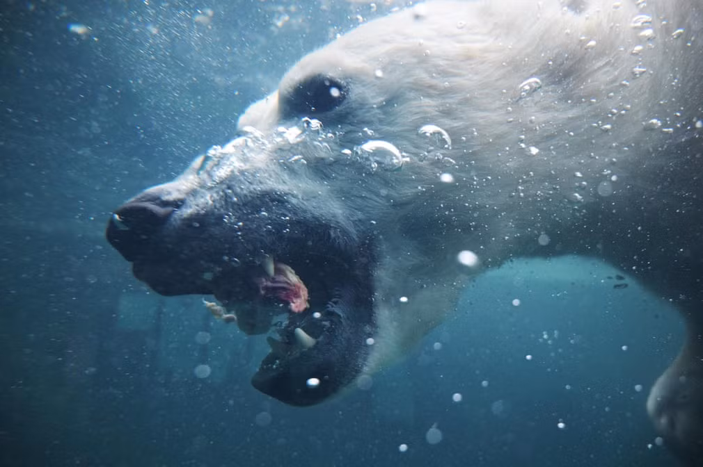 Gấu bắc cực lặn xuống nước bắt miếng thịt trong vườn thú ở thành phố Budapest, Hungary. (Nguồn Guardian)