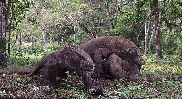 Cuộc quyết chiến ác liệt giữa 4 con rồng komodo trên hòn đảo cùng tên ở Indonesia. (Nguồn Guardian)