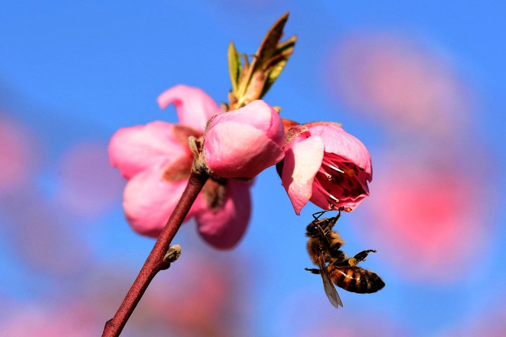 Ong hút mật hoa anh đào nở tại ngôi làng Clonas Sur Varèze, Isère, Pháp. (Nguồn Guardian)
