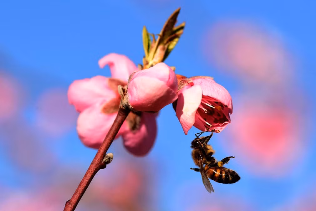 Ong hút mật hoa anh đào nở tại ngôi làng Clonas Sur Varèze, Isère, Pháp. (Nguồn Guardian)