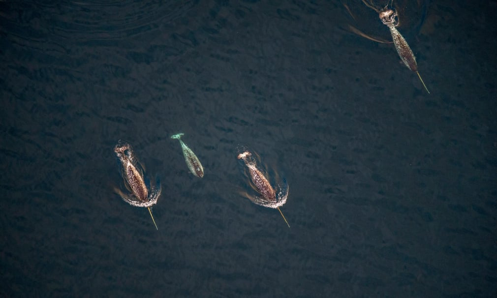 Đàn kỳ lân biển bơi ngoài khơi đảo Baffin ở Canada. (Nguồn Guardian)