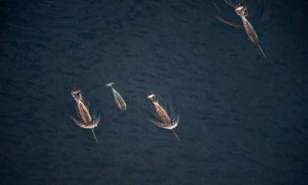 Đàn kỳ lân biển bơi ngoài khơi đảo Baffin ở Canada. (Nguồn Guardian)