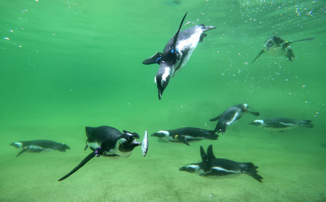 Chim cánh cụt bắt cá trong vườn thú Zoom Erlebniswelt ở thành phố Gelsenkirchen, Đức. (Nguồn Guardian)