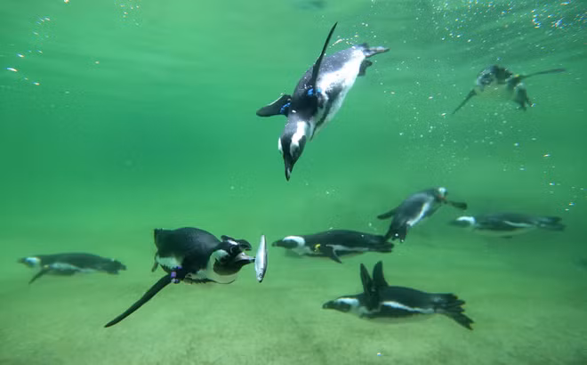 Chim cánh cụt bắt cá trong vườn thú Zoom Erlebniswelt ở thành phố Gelsenkirchen, Đức. (Nguồn Guardian)