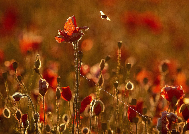 Ong bay trên cánh đồng hoa anh túc lúc bình minh ở thành phố Frankfurt, Đức. (Nguồn Guardian)