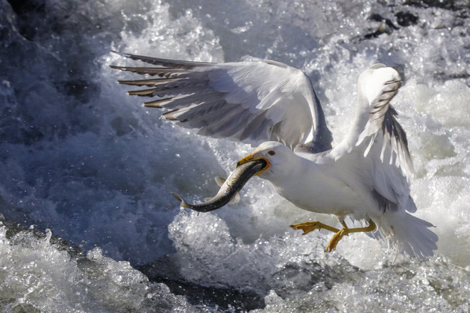 Chim mòng biển săn cá dưới hồ Van ở Thổ Nhĩ Kỳ. (Nguồn Guardian)