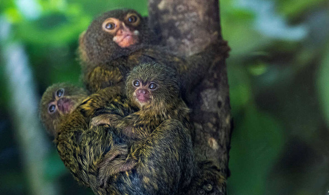 Khỉ đuôi sóc lùn cõng con trên lưng trong vườn thú ở Mulhouse, Pháp. (Nguồn Guardian)