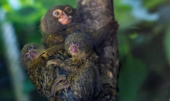 Khỉ đuôi sóc lùn cõng con trên lưng trong vườn thú ở Mulhouse, Pháp. (Nguồn Guardian)