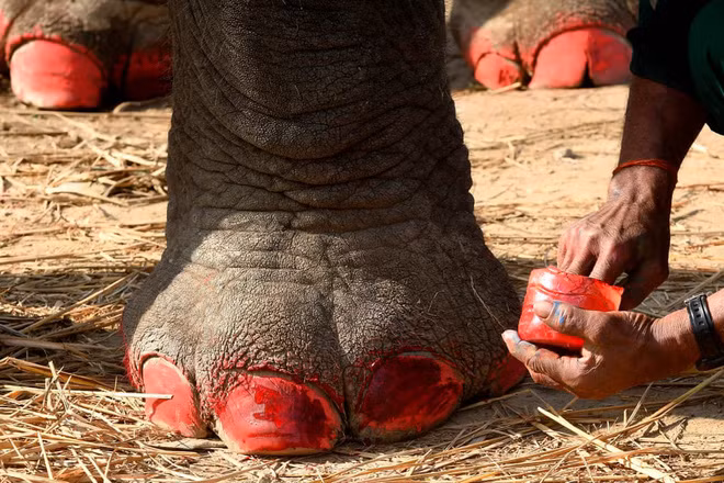 Quản tượng trang điểm cho voi trước một cuộc khi sắc đẹp ở Sauraha Chitwan, Nepal. (Nguồn Guardian)