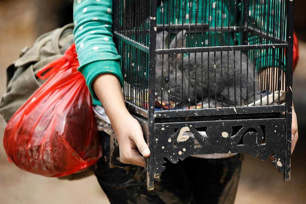 Người dân sơ tán thỏ khỏi khu vực ngập lụt ở Bekasi, Indonesia. (Nguồn Guardian)