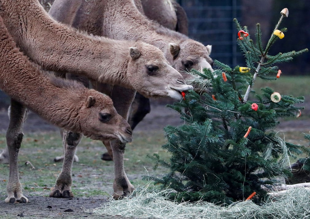 Lạc đà ăn cây thông trang trí trong vườn thú Tierpark ở thành phố Berlin, Đức. (Nguồn Guardian)