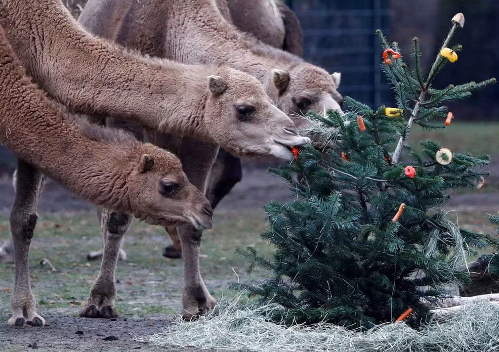 Lạc đà ăn cây thông trang trí trong vườn thú Tierpark ở thành phố Berlin, Đức. (Nguồn Guardian)