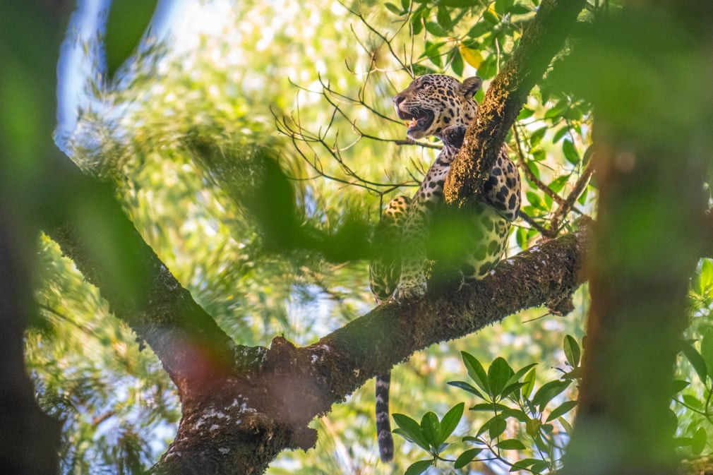 Báo ngồi nghỉ trên cây trong khu bảo tồn Maracá-Jipioca ở bang Amapá, Brazil. (Nguồn Guardian)