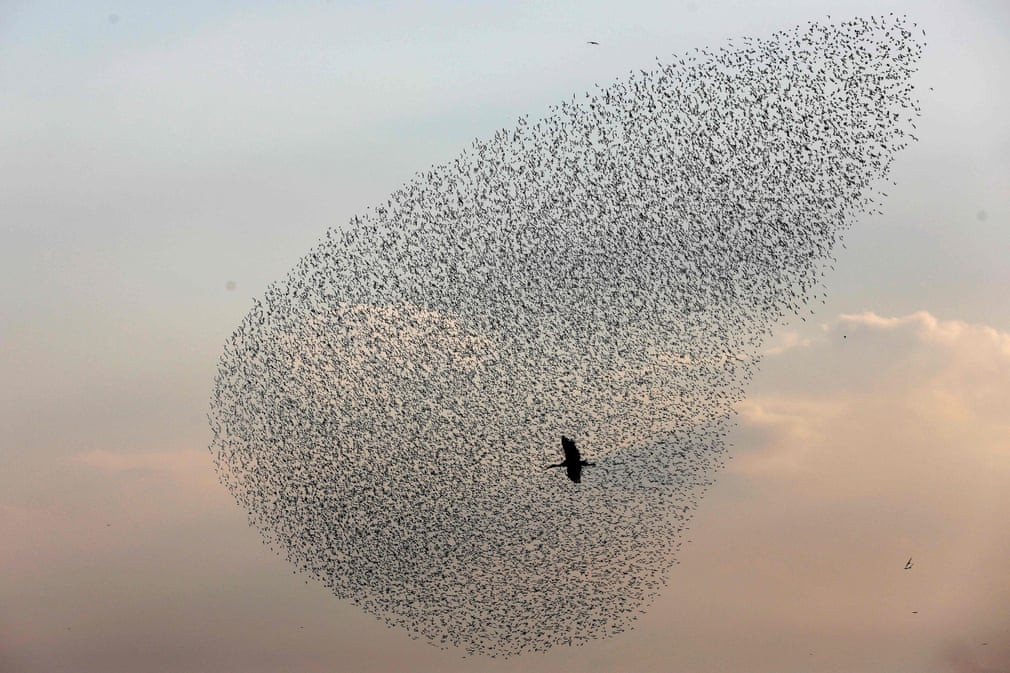 Đàn chim sáo đá bay qua con cò tại Thung lũng Jordan, Bờ Tây. (Nguồn Guardian)